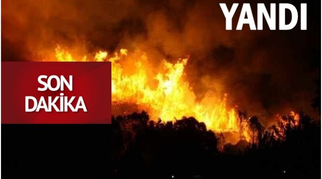 10 DÖNÜM ALAN ZARAR GÖRDÜ