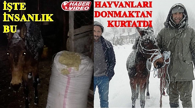 Başıboş hayvanları donmaktan kurtarıyor