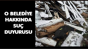 Sokak köpekleri vahşice mi öldürülüyor?