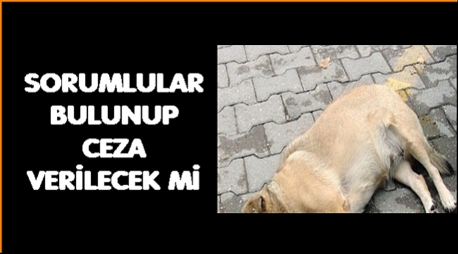 Tepkiler üzerine kaymakamlık soruşturma başlattı