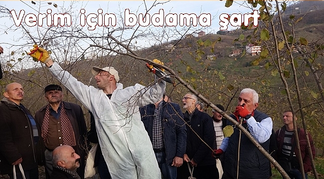 Fındıkta budama ile verim artışı sağlandı
