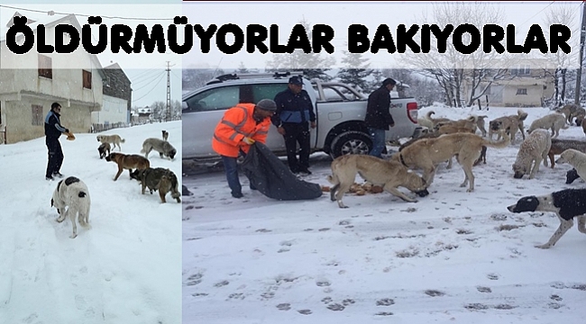 Sokakta kalan köpeklere her gün ekmek veriyorlar