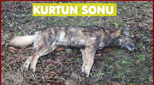 Aç kurt köpeklere teslim oldu