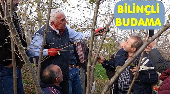 Fındıkta bilinçli budama verimi arttırıyor