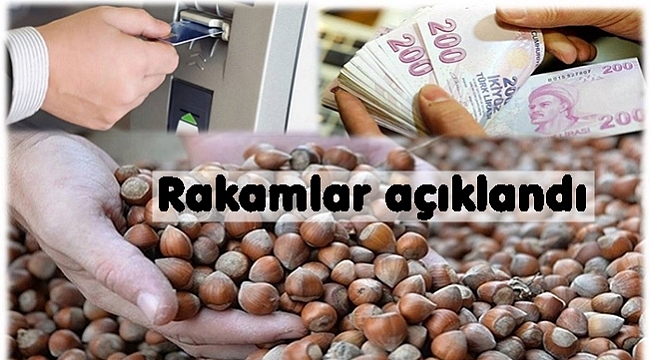 Fındıkta ihracat artıyor döviz düşüyor