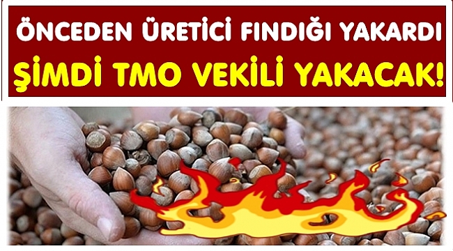 TMO fındık satma kararı aldı kıyamet koptu