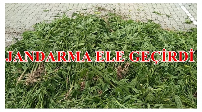 Dere kenarına kenevir eken bir kişi gözaltına alındı