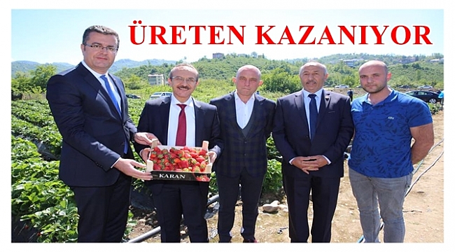 Ordu'da çilek üretimi yaygınlaşıyor