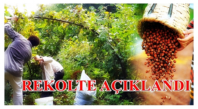 Türk Fındığının rekoltesi İspanya'da açıklandı