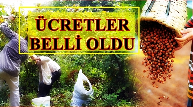 Fındık yevmiyeleri kaç lira oldu