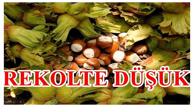 Fındıkta 2018 rekoltesi düşük çıktı