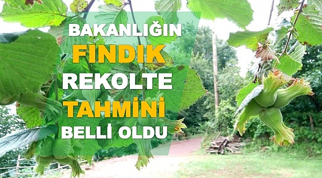 Fındıkta rekolte düştü!