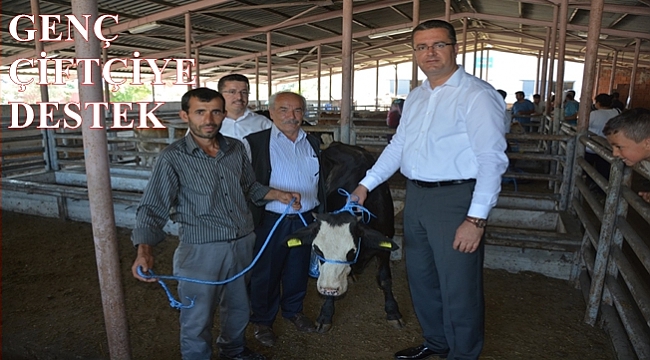 Genç çiftçilere büyükbaş hayvan dağıtılıyor