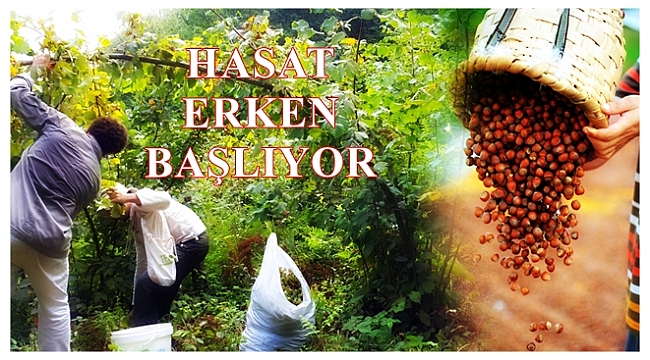 Ordu'da fındık hasat tarihleri belirlendi