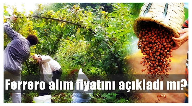 Fındık kaç liradan satılıyor