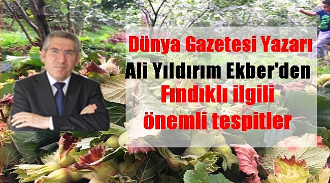 Fındıkta strateji ve politika yok