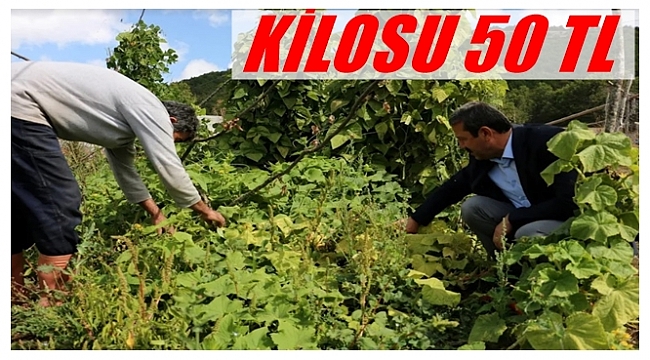 Tescilli Akkuş  Fasulyesinin rekoltesi beklenenin altında