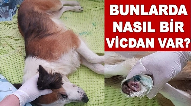 İnsan bunu yapar mı? Tırnaklarını zorla sökmüşler