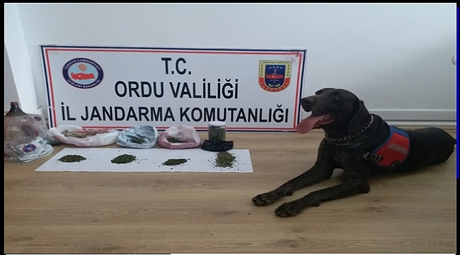 Jandarmadan uyuşturucu operasyonu