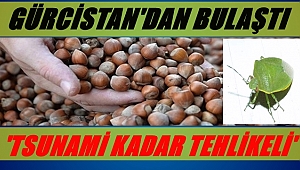 Fındıkta şimdi de kahverenkli kokarca tehlikesi var