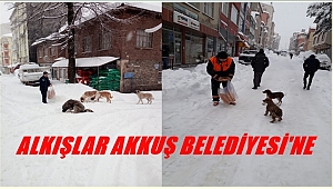 Soğuk kış gününde sokak köpeklerini unutmadılar