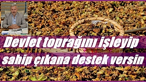 Şenocak: Fındıkta destekleme modeli değişmeli