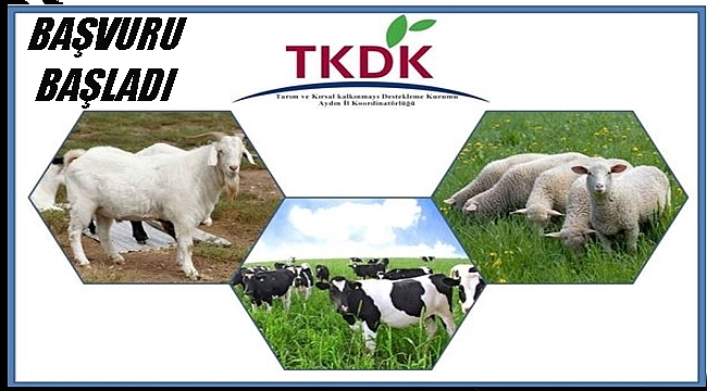 Bu projelere hibe var