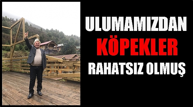 Enginyurt: Sahipsiz köpekler rahatsız olmuş