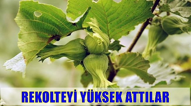 Fındık rekoltesi Amerika'da açıklandı