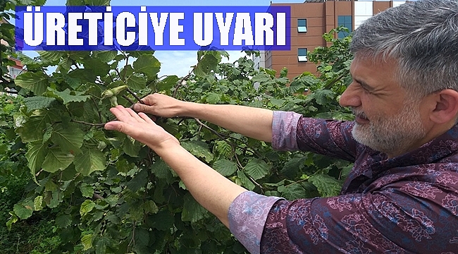 O hastalık fındığı tehdit ediyor