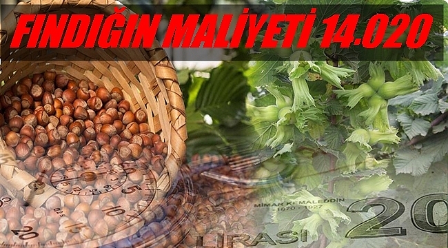 Altınordu Ziraat Odası Fındığın Maliyetini Açıkladı