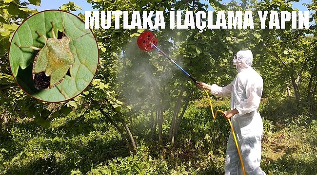 Fındık Yeşil Kokarcasına dikkat!