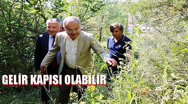 Mesudiye'nin bitkileri şifa kaynağı