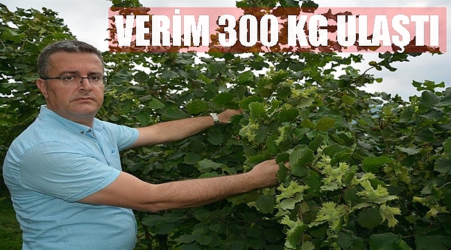 Örnek bahçelerde fındık verimi arttı