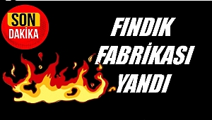 Fındık fabrikası yangınında zarar büyük