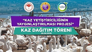 Ordu Büyükşehir Belediyesi 4 bin adet kaz dağıtacak