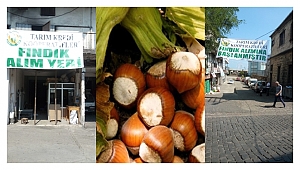 Tarım Kredi de fındık alıyor