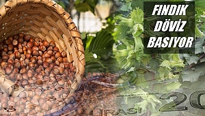 Fındık ihracat rakamları açıklandı