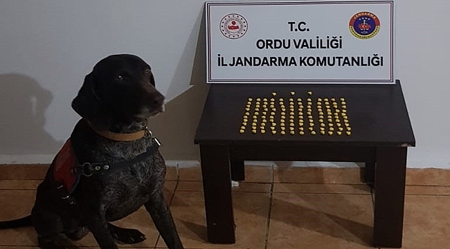 Ordu'da jandarmadan operasyon 1 kişi gözaltında