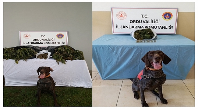 Ordu&#039;da operasyonda  2 kişi gözaltına alındı