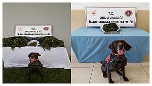 Ordu'da operasyonda  2 kişi gözaltına alındı