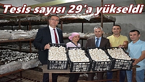 Ordu'da yılda 390 ton kültür mantarı yetiştiriliyor