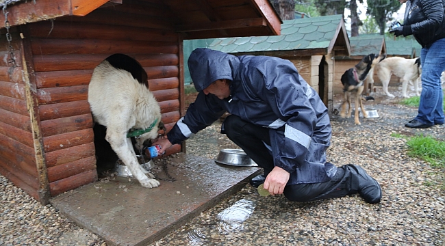 Sahipsiz canlara Büyükşehir sahip çıktı