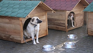 Ordu'da sokak köpekleri için sıcak yuva