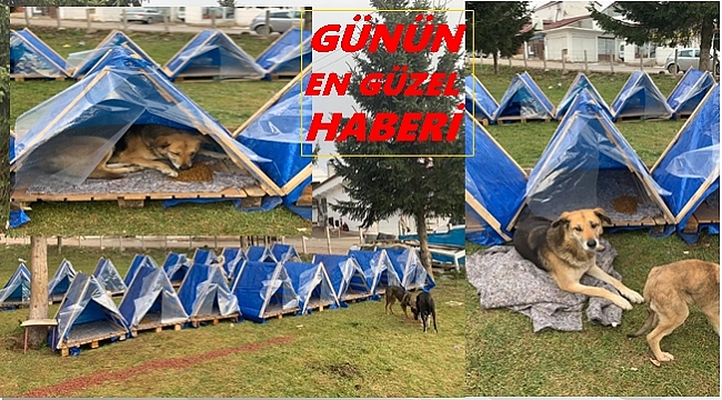 Yayla sokak köpekleri üşümesin diye kulübe yaptılar