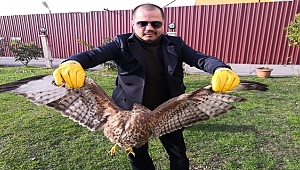 Ordu'da yaralı bulunan Kızıl Şahin koruma altına alındı