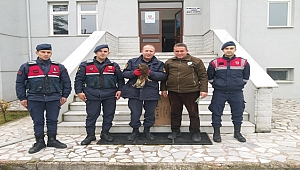 Ordu'da yaralı Kızıl Şahin'e jandarma sahip çıktı