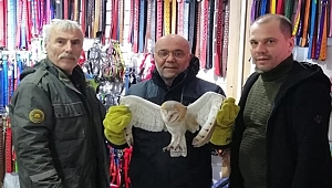Ordu'da  Peçeli Baykuş koruma altına alındı
