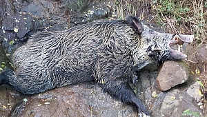 Yaban domuzu kesen 4 Gürcü vatandaşı yakalandı
