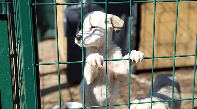 Büyükşehirden modern hayvan barınakları